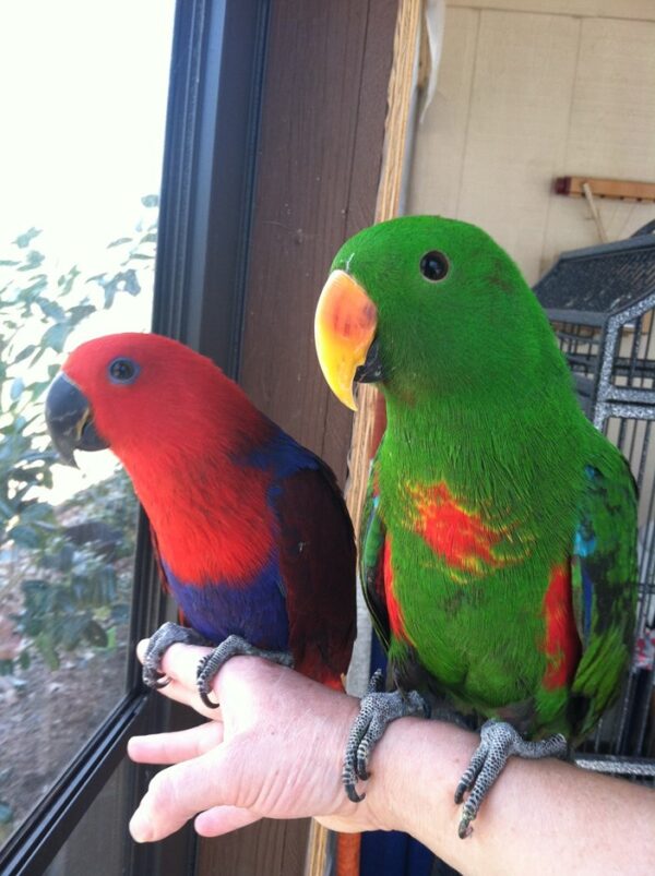 Eclectus-Papageien: Tina und Titi - Image 3
