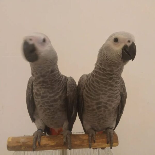 Paar Congo African Grey: Khali und Khalisha - Image 3