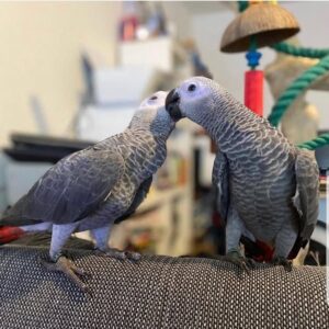 Kongo Afrikanisches Grau: Name: Kiki und Titi