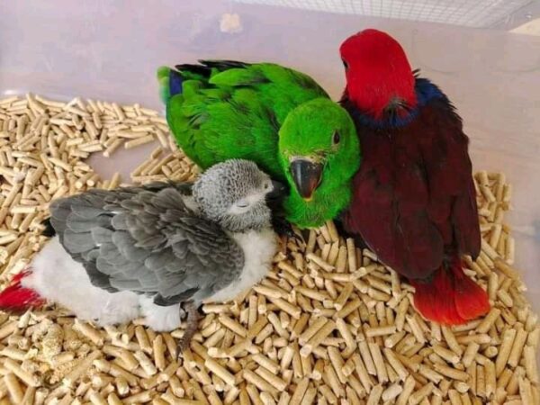 Eklektuspapageien: Männchen/Weibchen Babys - Image 2