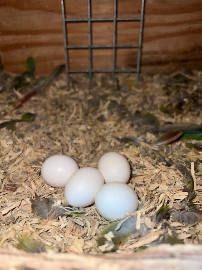 Blau- und Gelbara-Schlümpfe zu verkaufen