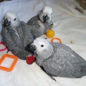 Graupapagei: Junge Babys