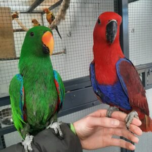 Eclectus-Papageien: Tina und Titi