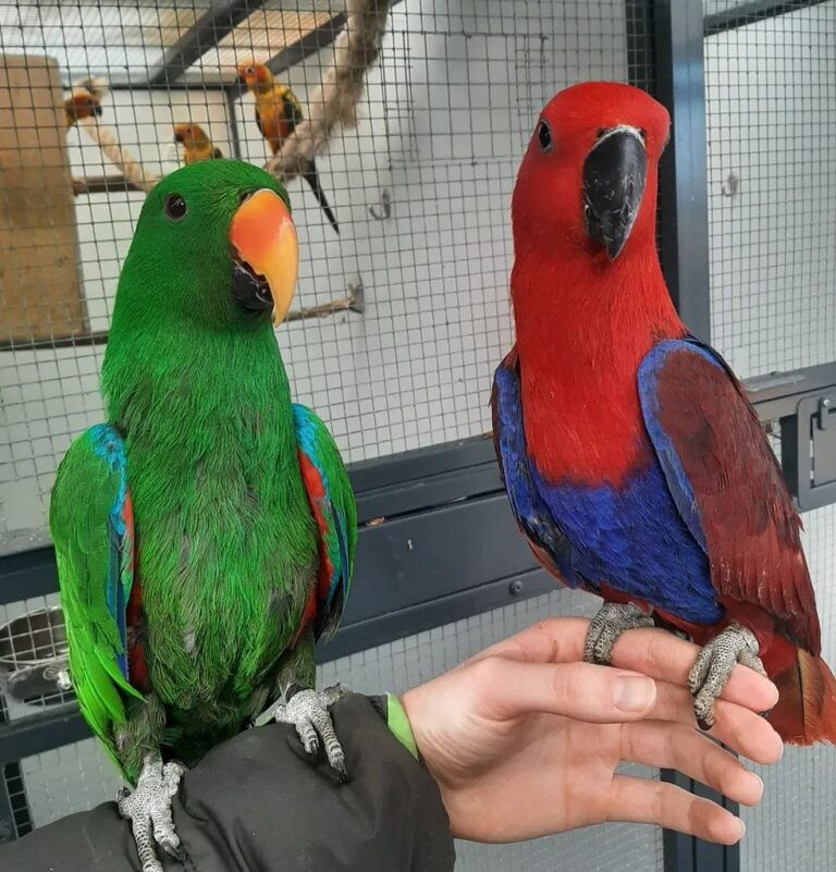 Eclectus-Papageien: Tina und Titi