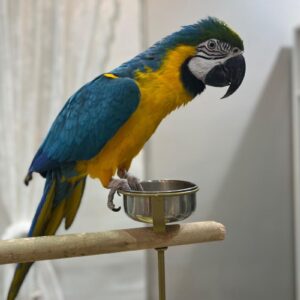 Blauer und goldener Ara: Oman