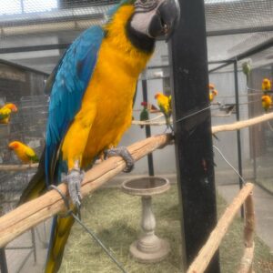 Blauer und goldener Ara: Alain und Lilian