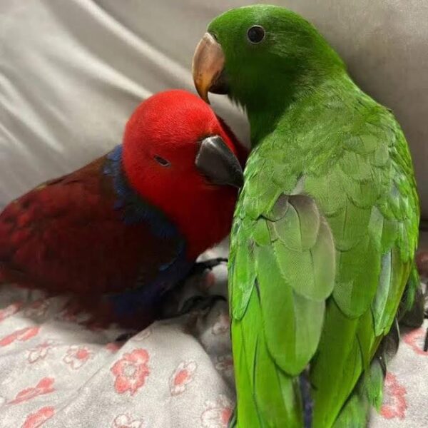 Gesunde Eclectus-Papageien-Eier zu verkaufen - Image 2