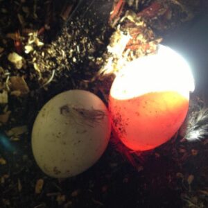 Gesunde Eclectus-Papageien-Eier zu verkaufen