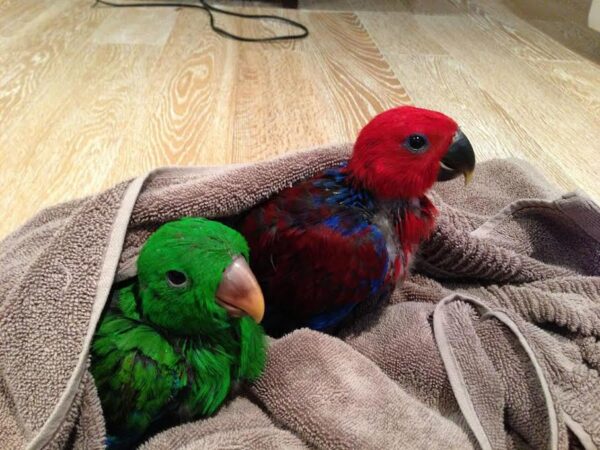 Gesunde Eclectus-Papageien-Eier zu verkaufen - Image 3
