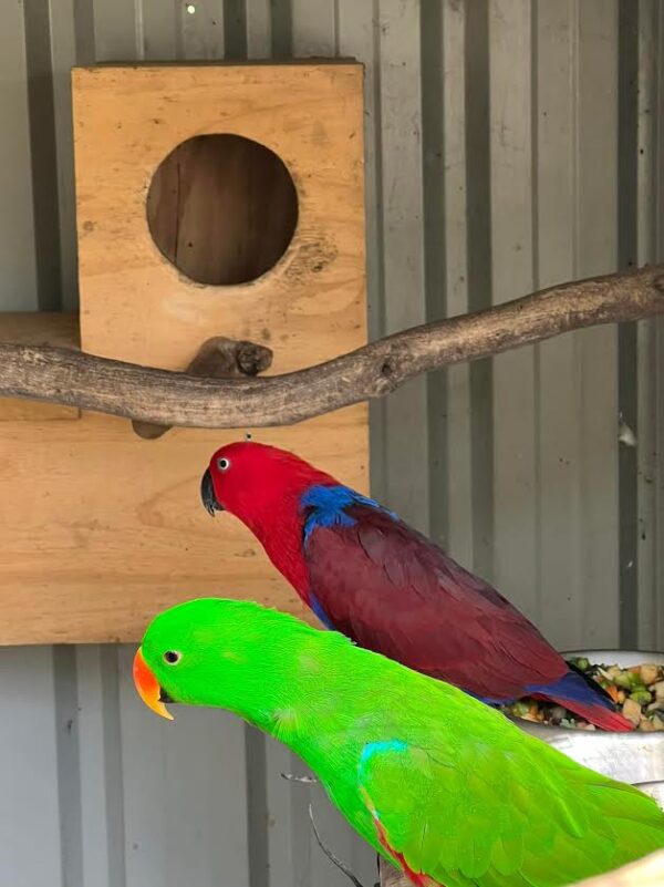 Eclectus-Papageien: Tina und Titi - Image 2