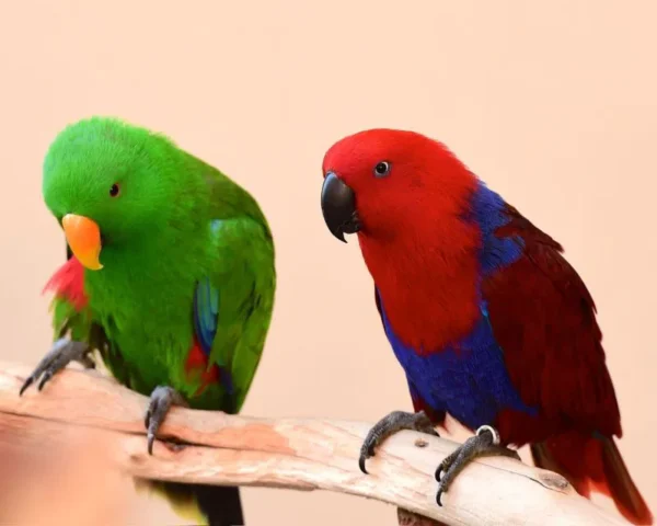 Eclectus-Papageien: Tina und Titi - Image 5