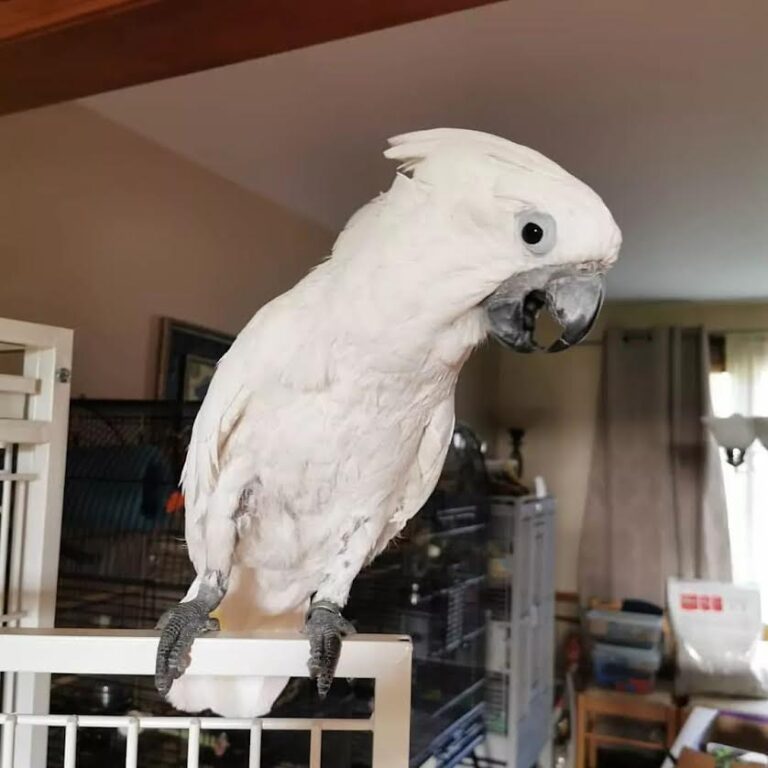 Kaufe Umbra-Kakadu: Moyo