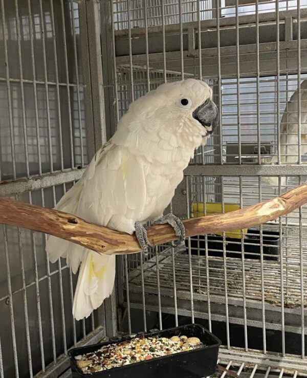 Regenschirm Cockatoo: Prisco - Image 2