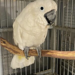 Regenschirm Cockatoo: Prisco