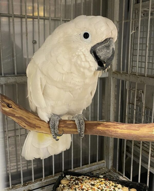 Regenschirm Cockatoo: Prisco