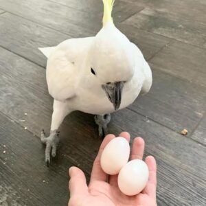 Fertile Eier von Gelbhaubenkakadus zu verkaufen