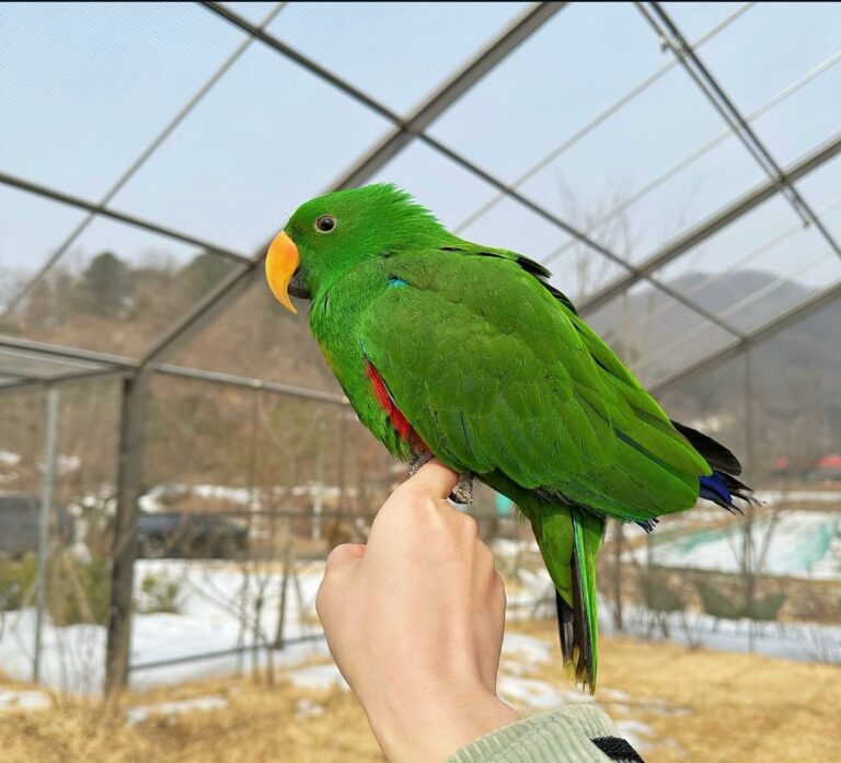 Eklektuspapageien: Mai