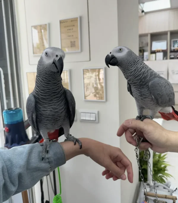 Kongo Afrikanisches Grau: Name: Kiki und Titi - Image 2
