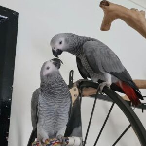 Paar Congo African Grey: Khali und Khalisha
