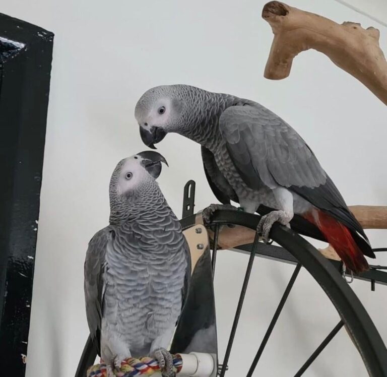 Paar Congo African Grey: Khali und Khalisha