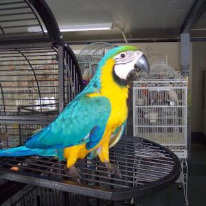 Blau- und Gelbara: Brabra