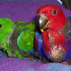 Eklektuspapageien: Männchen/Weibchen Babys