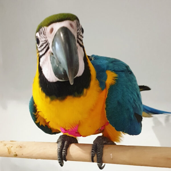 Blau- und Gelbaraas: Tina