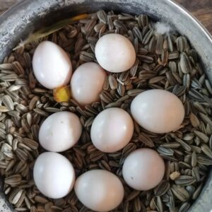 Fertile Graupapageien Papageieneier