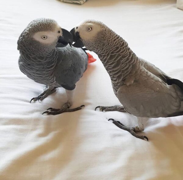 Paar Congo African Grey: Khali und Khalisha - Image 2