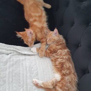 Maine-Coon-Kätzchen zu verkaufen: Finn & Fred