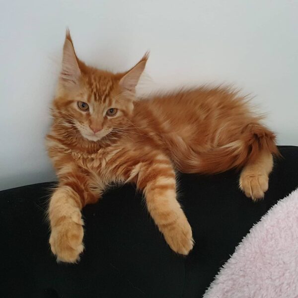 Maine-Coon-Kätzchen zu verkaufen: Finn & Fred - Image 2
