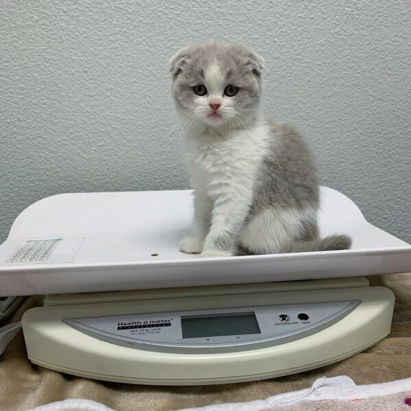 Scottish Fold Kätzchen zu verkaufen: Lucy - Image 2
