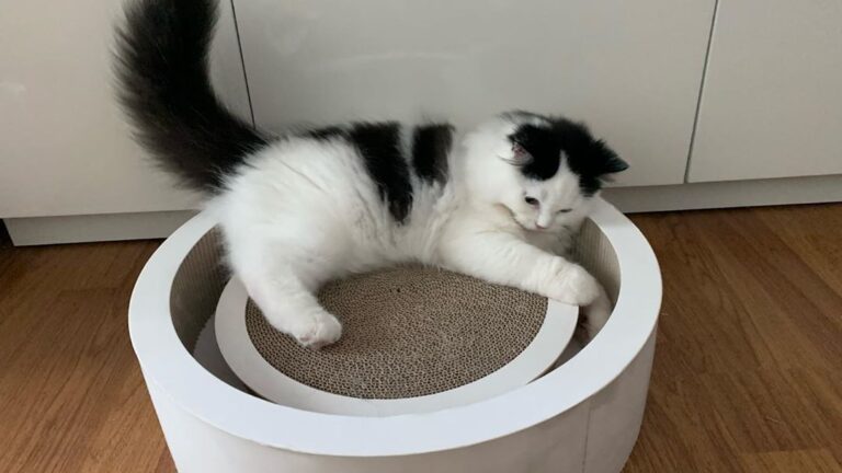 Scottish Fold Kätzchen zu verkaufen: Mimi