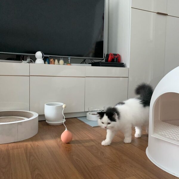 Scottish Fold Kätzchen zu verkaufen: Mimi - Image 2