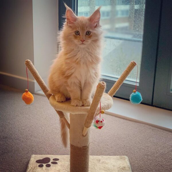 Maine-Coon-Kätzchen zu verkaufen: Ziggy and Dusty - Image 2
