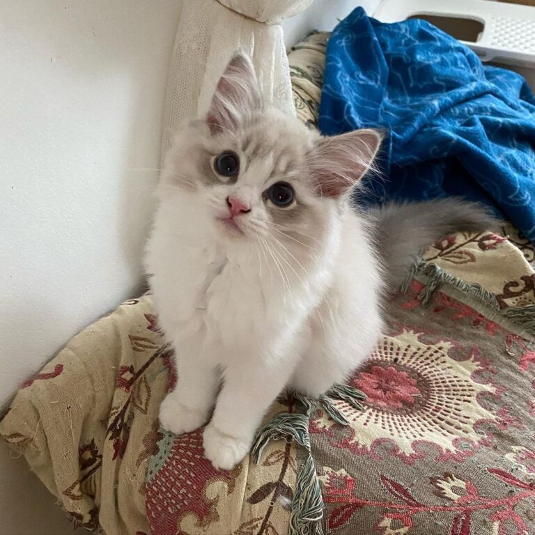 Ragdoll-Kätzchen zu verkaufen: Billy