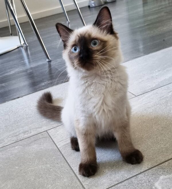 Ragdoll-Kätzchen zu verkaufen : Durby - Image 2